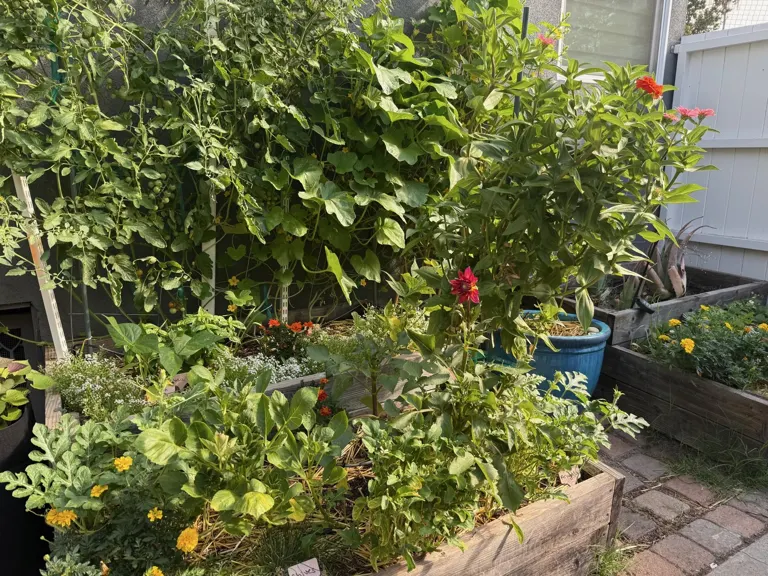 Lush Burbank kitchen garden with raised beds, tomatoes, climbing vines, herbs, and a pink dahlia